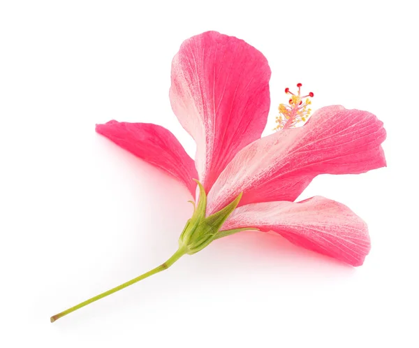 Růžový Ibišek Květ Izolované Bílém Pozadí — Stock fotografie