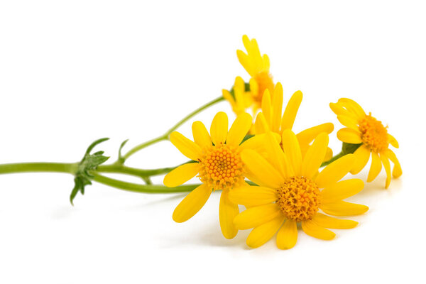 Jacobaea vulgaris flowers isolated on white background 