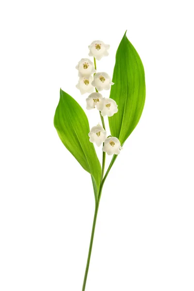 Lily Van Vallei Geïsoleerd Witte Achtergrond — Stockfoto