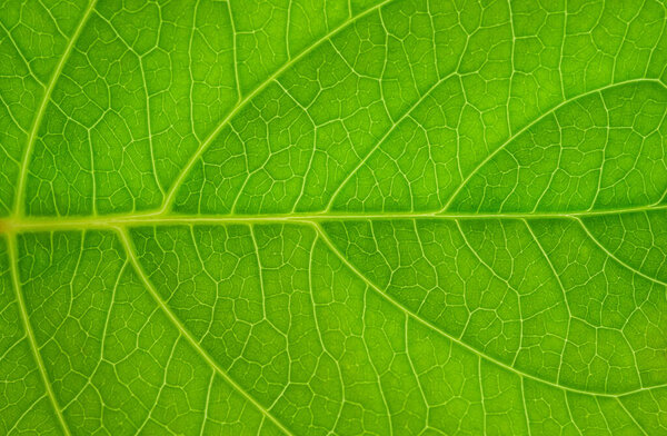 Green leaves background. Leaf texture