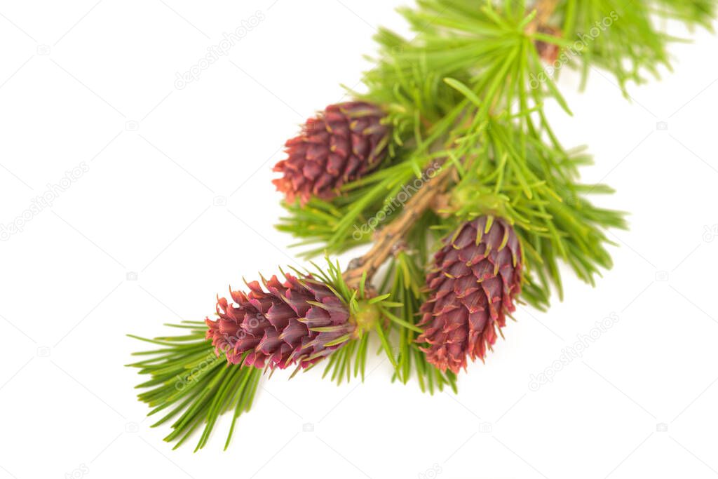 Larch branch with cones isolated on white