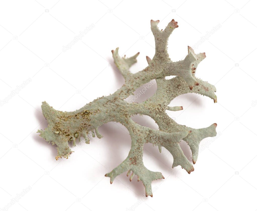 Cetraria islandica (iceland moss) isolated on white background