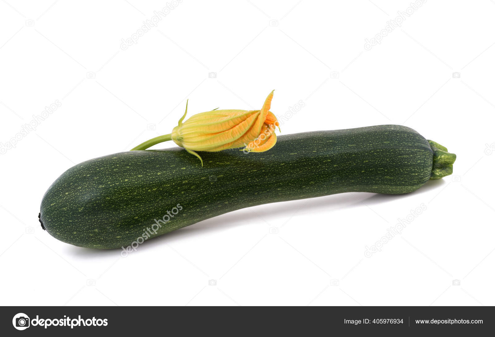 白い背景に孤立した花を持つズッキーニ ストック写真 C Scis65 白い背景に孤立した花を持つズッキーニ ストック写真 C Scis65