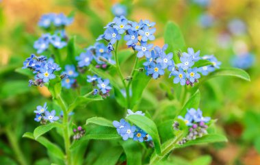 Unutun beni (Myosotis) Çayırdaki çiçekler