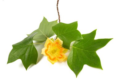 Tulipier branch with  flower isolated on white clipart