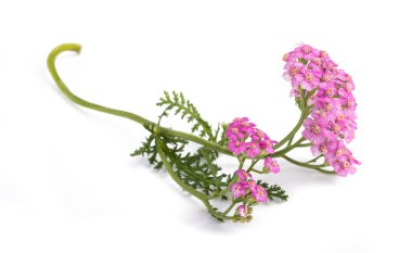 Beyaz arkaplanda izole edilmiş pembe kiremit çiçekleri.