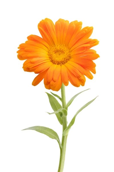 Marigold Növény Elszigetelt Fehér Alapon — Stock Fotó