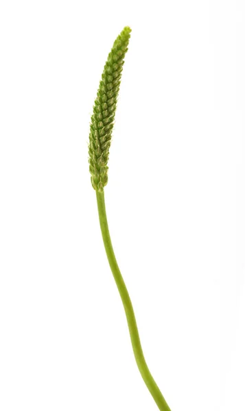 Broadleaf Plantain Ear Isolated White Background — Stock Photo, Image