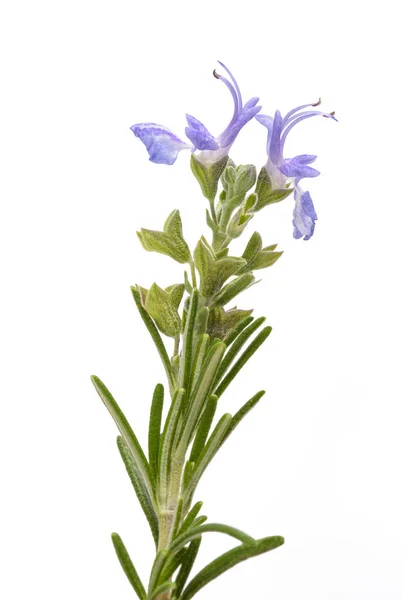 Rozemarijn Takje Bloemen Geïsoleerd Witte Achtergrond — Stockfoto