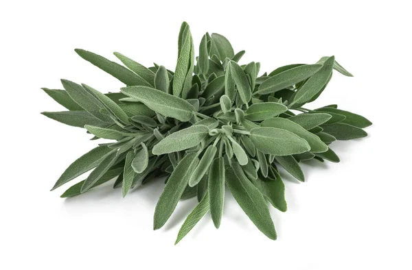 在白色背景下分离的鼠尾草 Salvia Officinalis — 图库照片