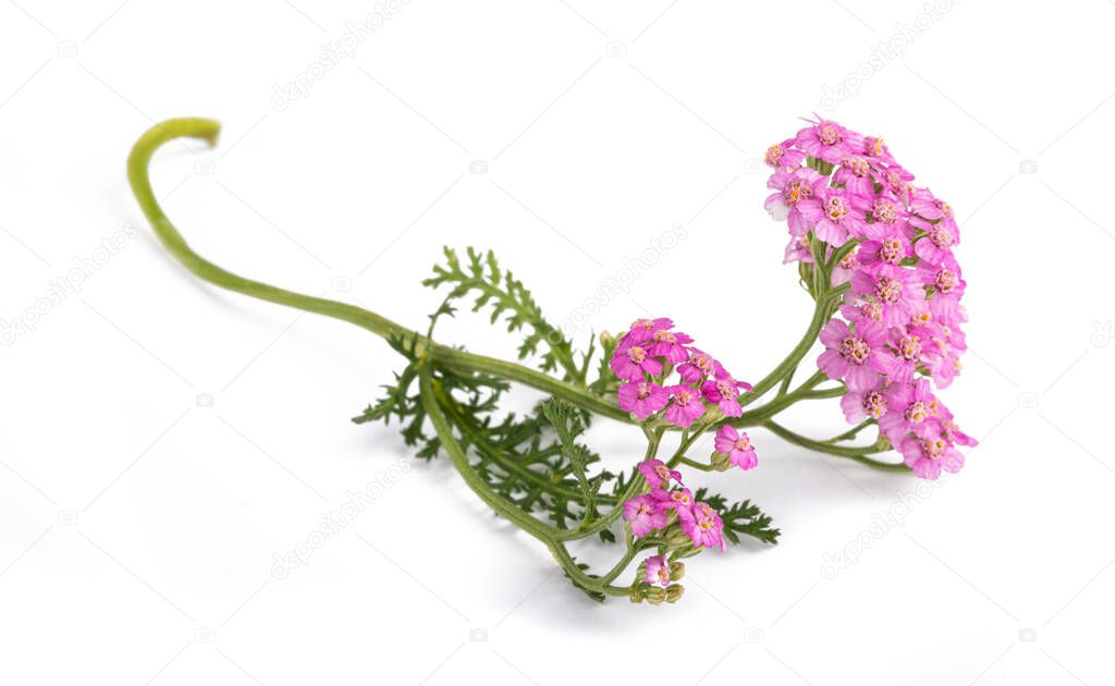 Pink yarrow flowers isolated on white background.