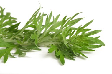 Artemisia absinthium dalı beyaz arkaplanda izole edildi