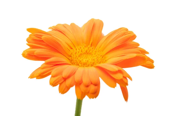 Pianta Calendula Isolata Fondo Bianco — Foto Stock