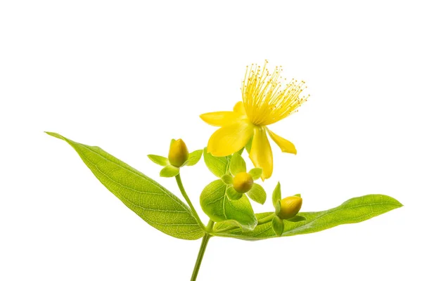 Fleur Millepertuis Avec Bourgeons Isolés Sur Blanc — Photo