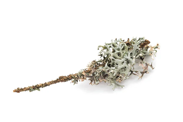 在白色背景上孤立的刺槐 冰原苔藓 — 图库照片