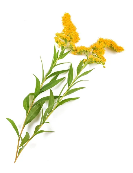 Tall Goldenrod Solidago Gigantea Flowers Isolated White — Stock Photo, Image