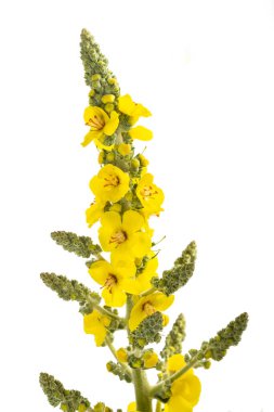 Mullein çiçekleri beyaz arkaplanda izole edilmiş