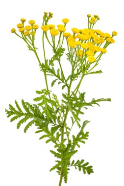 Beyaz arkaplanda Tansy (Tanasetum vulgare) izole edildi