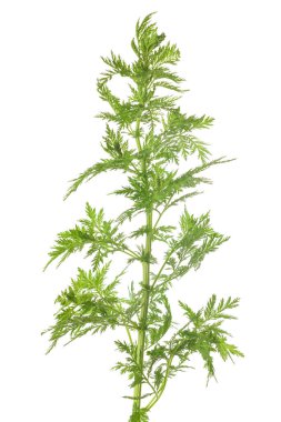 Artemisia annua bitkisi beyaz arkaplanda izole edildi