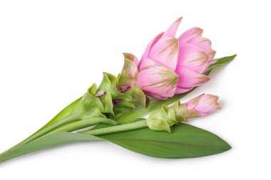 Beyaz arkaplanda izole Curcuma çiçekleri