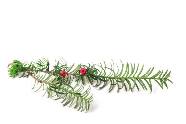 Beyaz üzerine Taxus baccata (Avrupa porsuğu) izole edildi