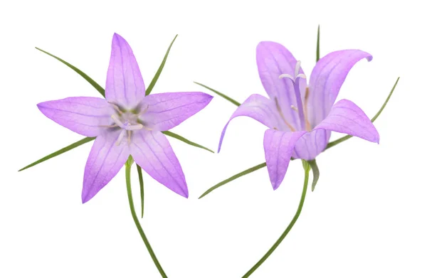 Дикий Rampion Колокольчик Цветы Campanula Rapunculus Изолированы Белом — стоковое фото