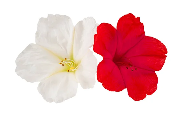 Čtyři Hodiny Květiny Izolované Bílém Pozadí — Stock fotografie