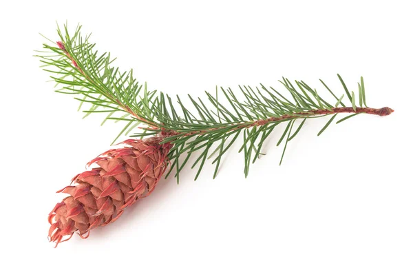 Douglas Fir Branch Pinecone Isolated White Background — Stock Photo, Image