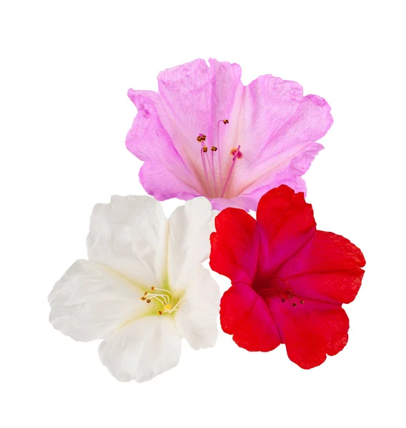 Čtyři Hodiny Květiny Izolované Bílém Pozadí — Stock fotografie