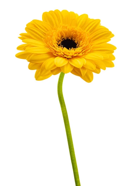 Желтый Цветок Герберы Белом Фоне — стоковое фото
