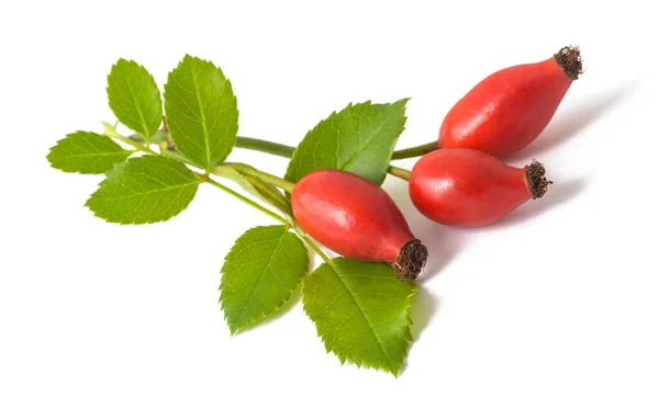 Ramo Rosa Canina Con Bacche Isolate Sfondo Bianco — Foto Stock