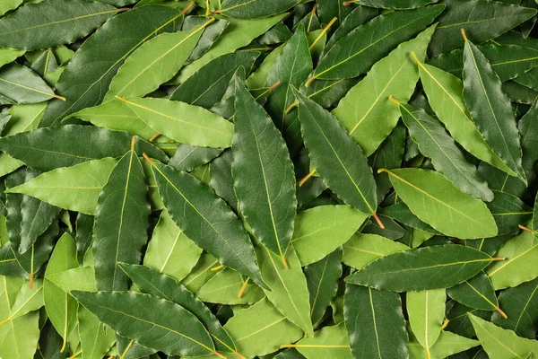 Green background with fresh laurel leaves