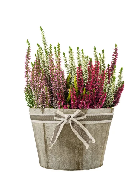 Fiori Erica Viola Vaso Isolato Sfondo Bianco — Foto Stock