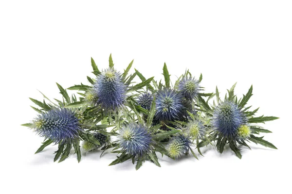 Sea Holly Thistles Isolated White Background — Stock Photo, Image