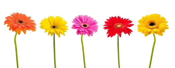 Grupo Flores Gerbera Aisladas Sobre Fondo Blanco — Foto de Stock