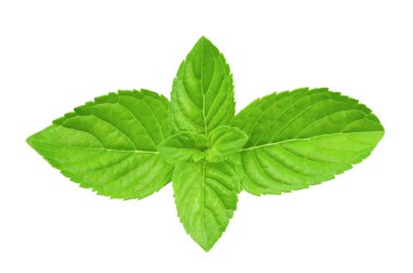beyaz arkaplanda izole edilmiş taze nane