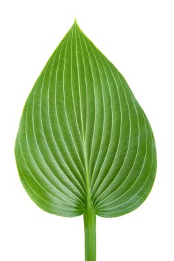 Hosta plantaginea yaprağı beyaz arkaplanda izole