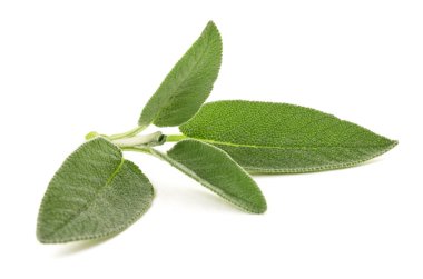 adaçayı fışkın üzerinde beyaz izole