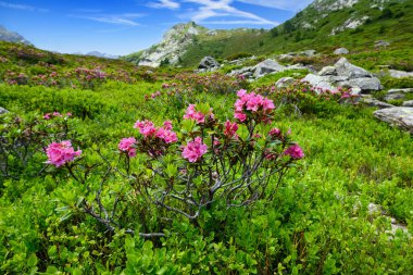 Alp manzarasında Pembe Rododendron