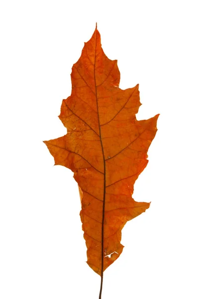 Élénk Vörös Narancssárga Őszi Levél Elszigetelt Fehér Háttéren Nagyfelbontású Stock Kép