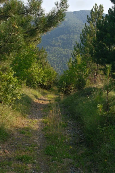 Caminho Montanha Nas Proximidades Mosteiro Studenica Dia Claro Sérvia — Fotografia de Stock