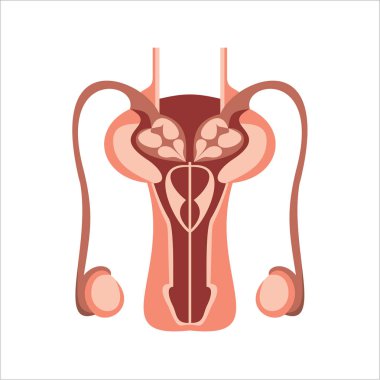 rahim sadece vektör illüstrasyon  