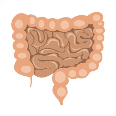 bağırsaklar sadece vektör illüstrasyon    