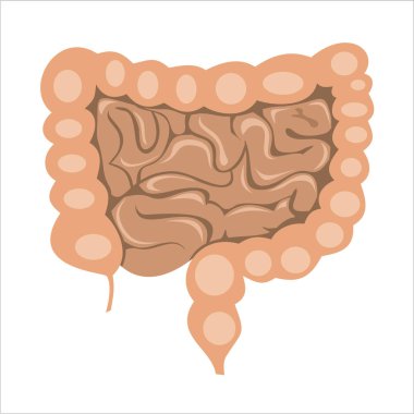 bağırsaklar sadece vektör illüstrasyon  