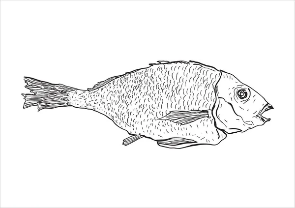 Ryba Jednoduchá Vektorová Ilustrace — Stockový vektor