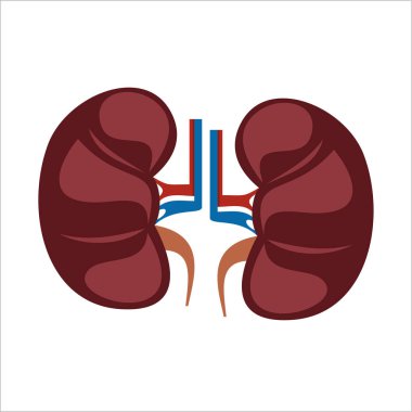 böbrek sadece vektör illüstrasyon    