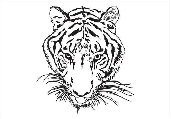 Tigre Simplesmente Ilustração Vetorial — Vetor de Stock