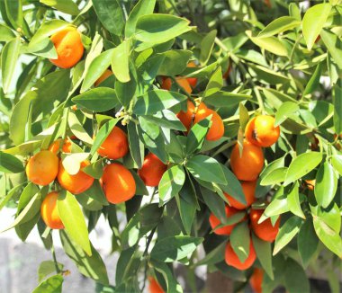 ağaçta Sicilya mandalina çağrıştıran görüntü