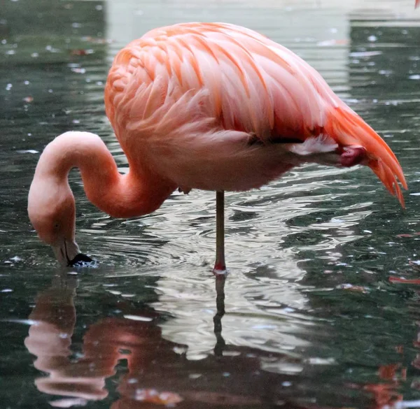 Stämningsfulla Bilden Rosa Flamingos Trädgård — Stockfoto