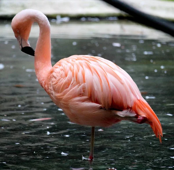 bir bahçede pembe flamingoların uyandırıcı görüntü